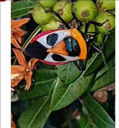 Photo 6. Adult stink bug, Catacanthus punctus, from Fiji.
