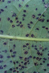 Photo 3. Close up of leaf showing symptoms of angular leaf spot, Scolecostigmina mangiferae.
