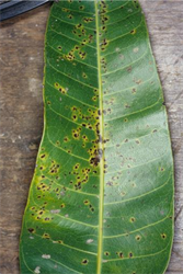Photo 2. Underside of mango leaf showing symptoms of angular leaf spot, Scolecostigmina mangiferae.