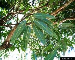 Photo 1. Small black spots with characteristic halos on the upper surface of mango leaves, caused by angular leaf spot, Scolecostigmina mangiferae.
