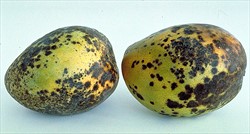 Photo 2. Dark spots, many enlarging and joining together, of mango anthracnose, Glomerella cingulata. The fungus infects the skins and later develops in storage. Orange-pink spore masses develop in the centres of these areas.