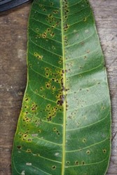 Photo 5. Scolecostigmina leaf spots on the top side of a mango leaf, small, dark, irregular spots with light green margins. Compare with anthracnose.