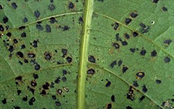 Photo 6. Close-up of Scolecostigmina leaf spots.