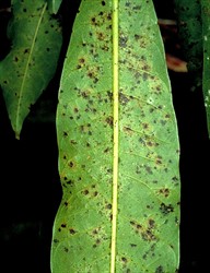 Photo 4. Scolecostigmina mangiferae leaf spots on underside of a mango leaf; they are small, dark, irregular spots.