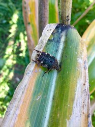 Photo 3. Adult mango flower beetle, Protaetia fusca, feeding on maize.