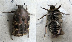 Photo 2. Top and underneath views of the adult mango flower beetle, Protaetia fusca.