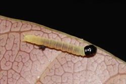Photo 2. Larva of the mango webworm, Dudua aprobola.