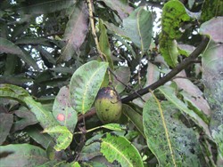 Photo 4. Sooty mould on leaves and fruit growing on honeydew deposited by the mango leafhopper, Idioscopus nitidulus.