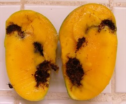 Photo 1. Mango cut open to show the damage and frass of the mango pulp weevil, Cryptorhynchus frigidus.