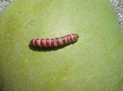 Photo 4. Red-banded mango caterpillar, Deanolis sublimbalis.