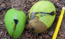 Photo 3. Dark stains on the sides of the fruit from liquid oozing out of entry sites made by the larvae of the red-banded mango caterpillar, Deanolis sublimbalis.