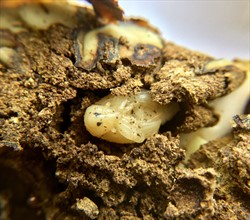 Photo 5. Close-up of Photo 3, showing pupa of the mango seed weevil, Sternochetus mangiferae, inside a mango seed.
