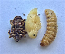 Photo 3. Larva, pupa and adult (ventral view) of the mango seed weevil, Sternochetus mangiferae.