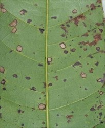 Photo 3. Underside of the mango leaf (Photo 2) showing spots of mango sooty blotch, Guignardia mangiferae.
