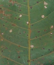 Photo 2. Leaf spots of mango sooty blotch, Guignardia mangiferae, on the upper surface of a mango leaf.