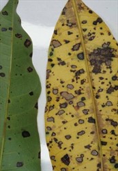 Photo 1. Irregular spots, frequently with light centres and dark margins, caused by mango sooty blotch, Guignardia mangiferae, on the underside of mango leaves.