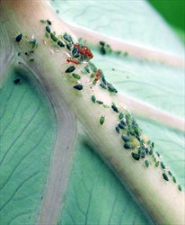 Photo 1. Aphids on the underside of a taro leaf. Aphis gossypii is common on taro.