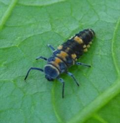 Photo 6. Ladybird beetle larva.
