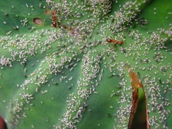 Photo 3. Crazy ants tending aphids for their honeydew. The ants keep predators and parasitoids away and defend the aphids from their natural enemies. Winged aphids can be seen in the lower part of the photo.