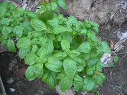 Photo 2. Curly-top symptom on basil caused by large numbers of aphids feeding on the underside of young leaves.