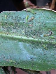 Photo 7. Syrphid larvae feeding on large numbers of aphids on maize. They are the larvae of hoverflies