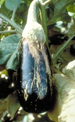 Photo 4. Scars on the surface of an eggplant fruit due to feeding of thrips, Thrips palmi, when the fruit was young.