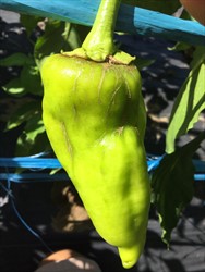 Photo 2. Faint lines of scaring down the chilli fruit from the calyx end caused by Thrips palmi, while the fruit was still in the bud.