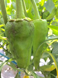Photo 1. Warty scaring at the calyx end of the chilli fruit caused by Thrips palmi, while the fruit was still in the bud.