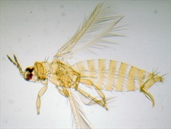 Photo 5. Adult thrips, Thrips palmi, are about 1 mm long, narrow, yellow with two pairs of wings.