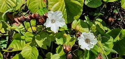 Photo 7. Merremia, Merremia peltata, flowers and seeds.