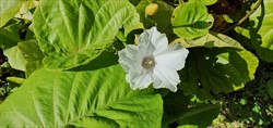 Photo 6. Merremia, Merremia peltata, flower.