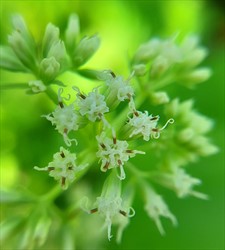Photo 5. Flowers showing the protruding stamens, mile-a-minute, Mikania micrantha.