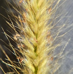 Photo 6. Close-up seedheads, mission grass, Cenchrus polystachios. The spikelets are surrounded by numerous bristles.