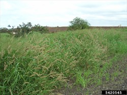 Photo 1. A dense stand of mission grass, Cenchrus polystachios.