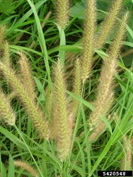 Photo 5. Close-up seedheads, mission grass, Cenchrus polystachios. Note, the long
