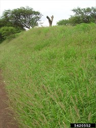 Photo 2. A bank of mission grass, Cenchrus polystachios.