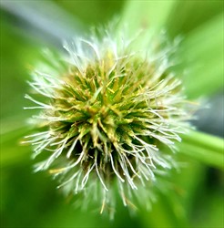 Photo 4. Flowerhead, navua sedge, Kyllinga polyphylla.