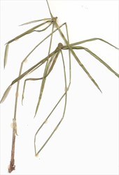 Photo 3. Stems with flowerheads of navua sedge, Kyllinga polyphylla.