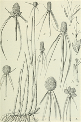 Diagram. Drawing of navua sedge, Kyllinga polyphylla. Note, the rhizome - the underground stem, giving rise to above-ground stems and roots.