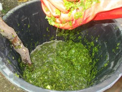 Photo 7. Squeezing out the neem juice, and wearing gloves.