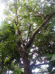 Photo 1. Mature neem tree.