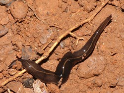 Photo 1. The New Guinea flatworm, Platydemus manokwari. The head is on the right.
