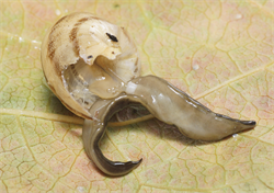 Photo 2. The New Guinea flatworm, Platydemus manokwari, feeding on a snail. The flatworm uses a white cylindrical tube to feed that is visible on the underside.