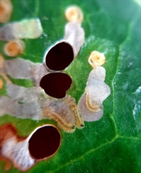 Photo 2. Close-up of mines on noni containing larvae of Antispila species. Note oval missing areas of leaf cut by larvae before falling out on silken threads to pupate on bark or leaves on soil.