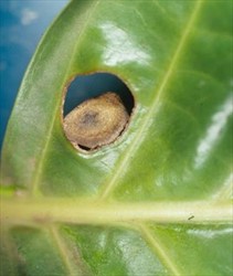 Photo 4. Spot falling out of the leaf blade to create the shot-hole effect of Guignardia morindae on noni.