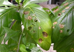 Photo 1. Leaf spots on noni caused by Guignardia morindae, reddish brown with a thin red border.
