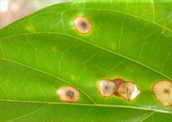 Photo 3. Guignardia morindae symptoms on noni leaves. Fungal fruiting bodies are visible within the spots, and the centres of some spots are falling out.