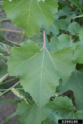 Photo 3. Leaves, noogoora burr, Xanthium strumarium. Similar to a grape vine leaf.