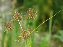 Photo 4. Flowerhead, nutgrass, Cyperus rotundus, with branches, each with flattened reddish-brown spikelets, which contain the many flowers. Note, the leaf-like bracts.
