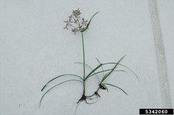Photo 2. Single mature plant, nutgrass, Cyperus rotundus, to show underground stem or rhizome, with tubers.